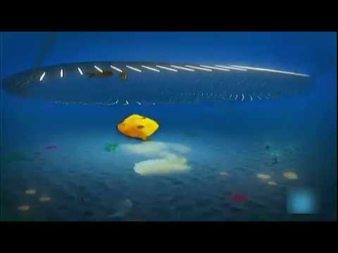 حكم صيد الأسماك بالصعق الكهربائي.. الإفتاء توضح