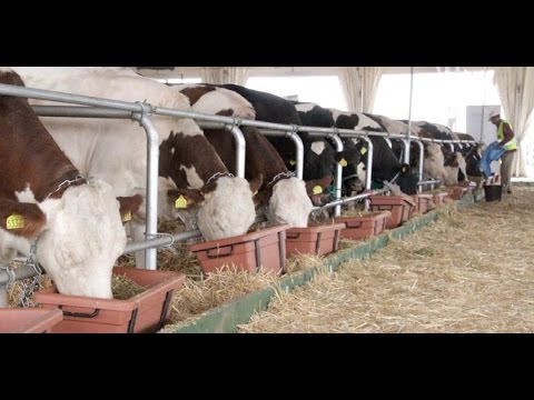 مشروع تسمين المواشي مشروع تسمين المواشي