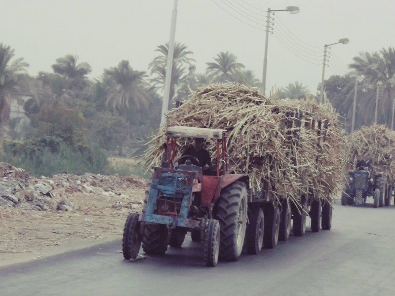 جرارات القصب