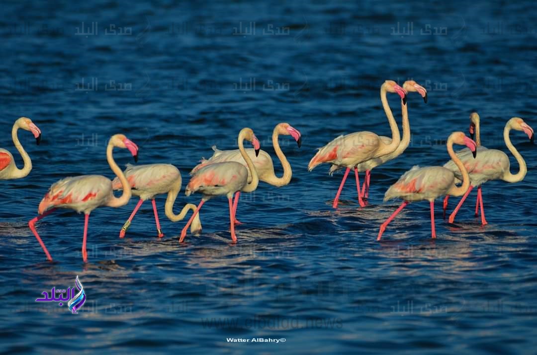 طائر الفلامنجو