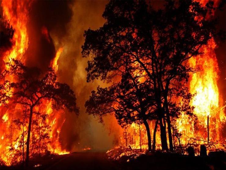 حدث مفاجئ يبعث الآمال في اطفاء حرائق الغابات في استراليا حدث مفاجئ يبعث الآمال في اطفاء حرائق الغابات في استراليا