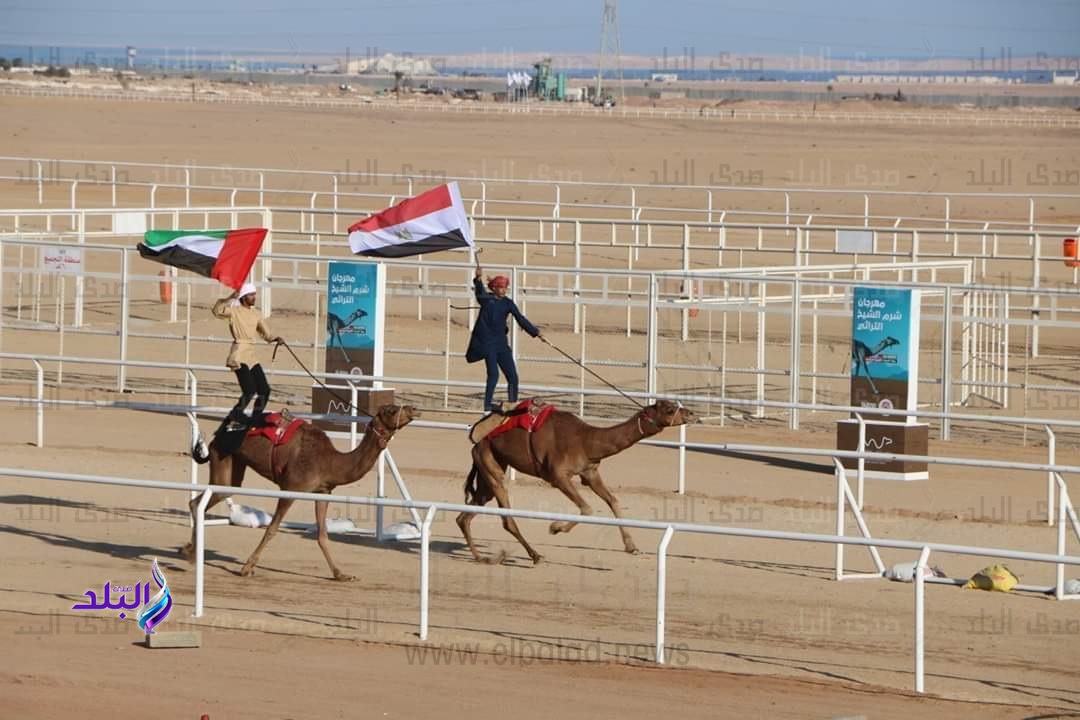 مهرجان الهجن الدولى مهرجان الهجن الدولى
