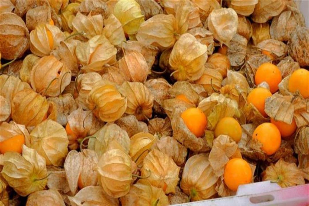 اضرار الحرنكش