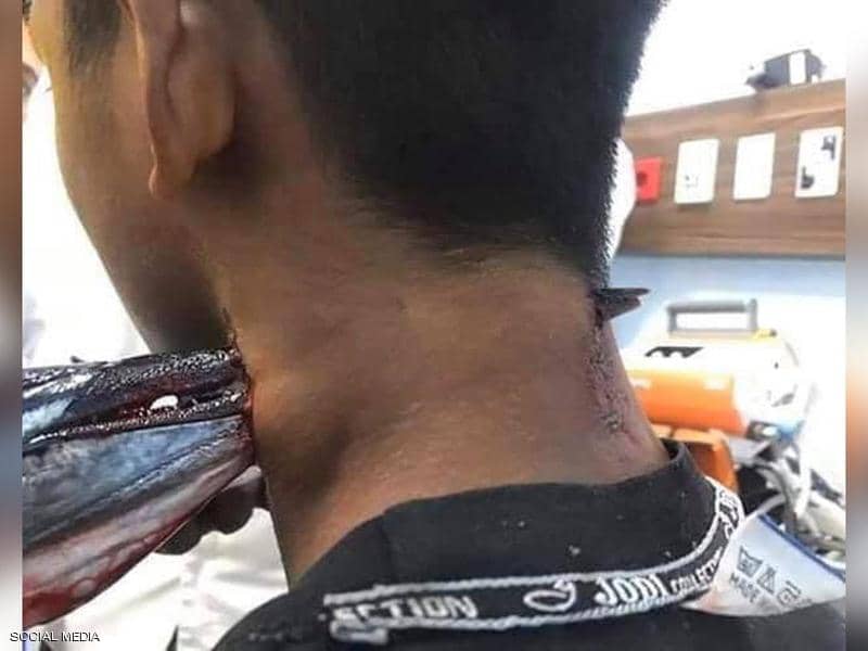 سمكة الابرة 