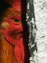 صراع الديوك في الهند