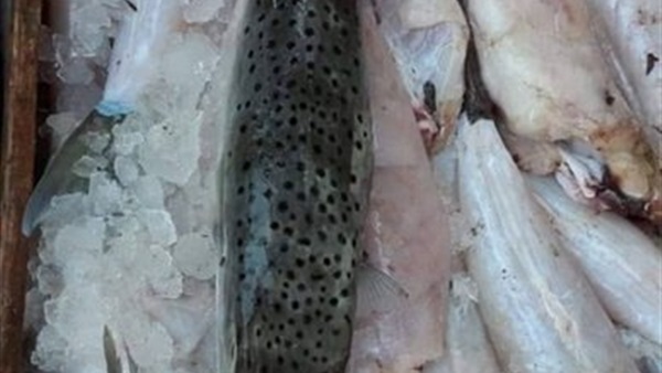 سمكه الأرنب السامه