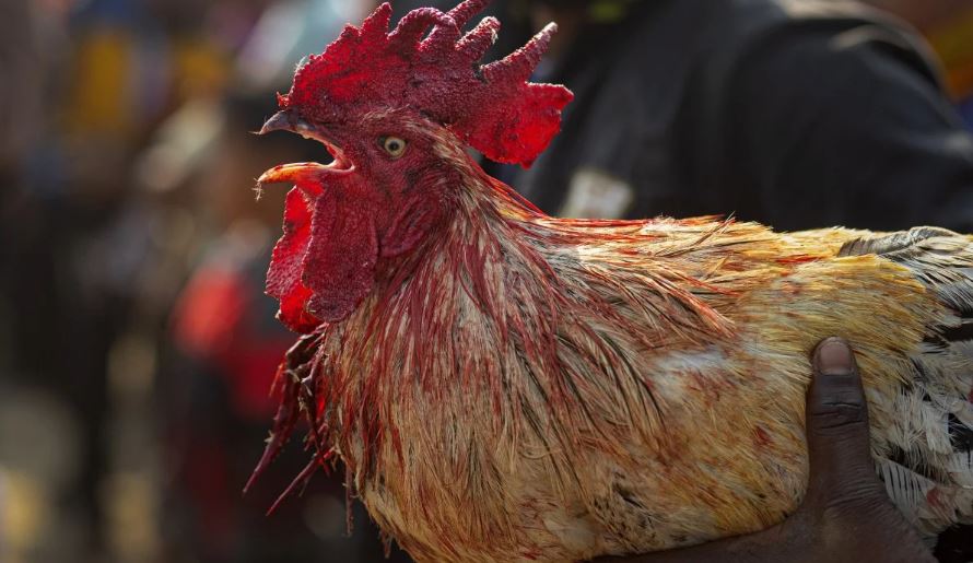 ديك يقتل صاحبه