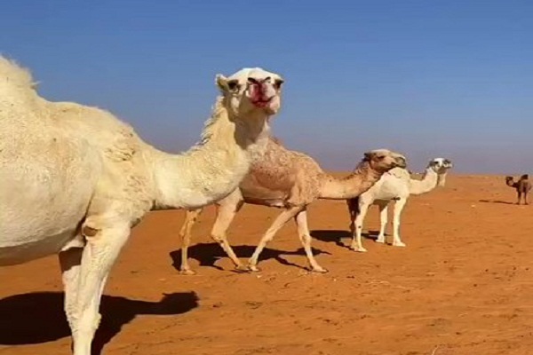 الإبل