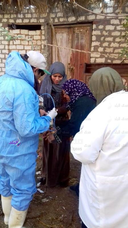 تحصين 2 مليون و286 ألف طائر تحصين 2 مليون و286 ألف طائر