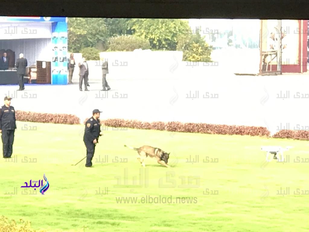 كلاب الحراسة تعثر على مخدرات