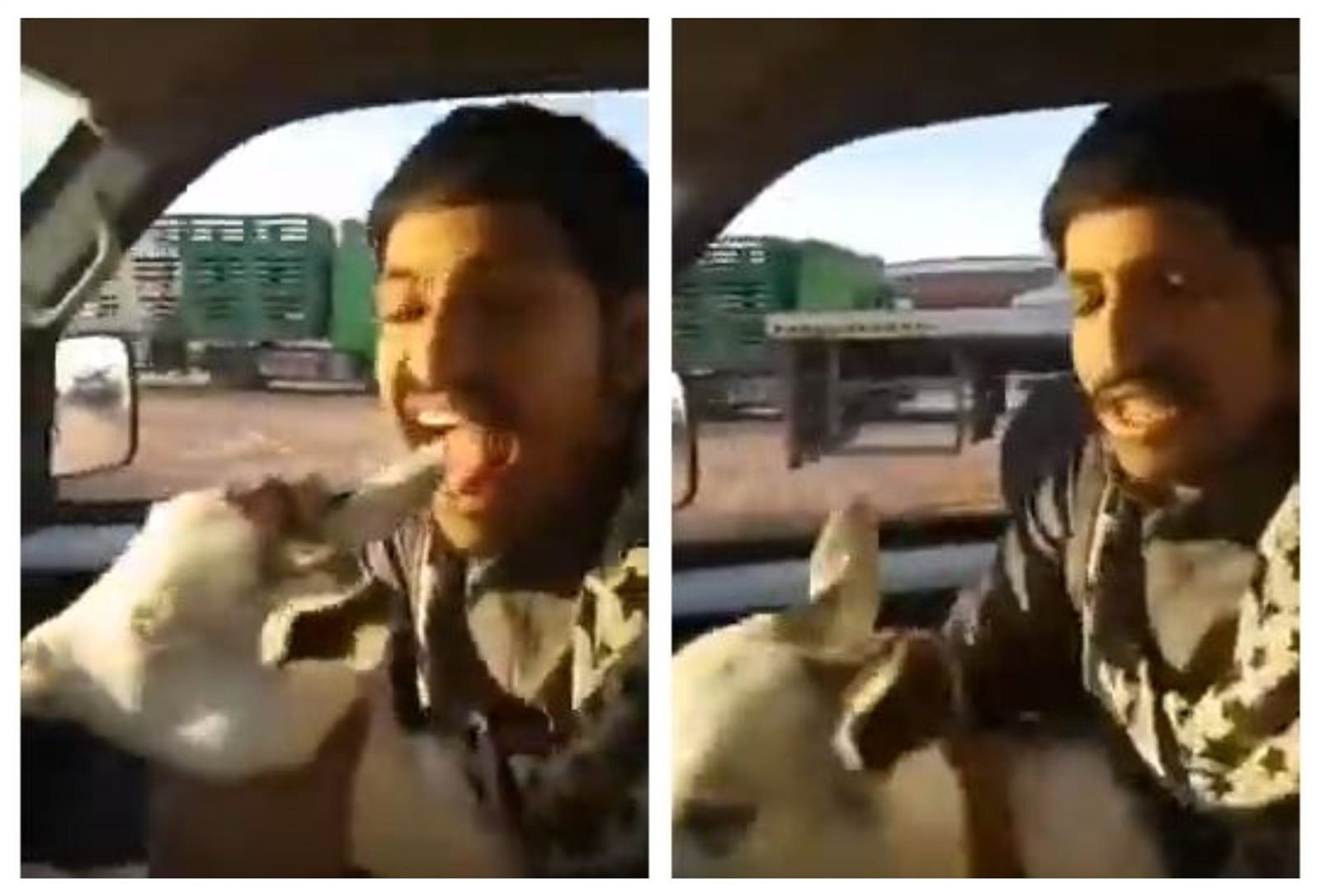 شاب يأكل أذن معزة