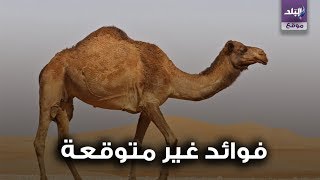 حليب الناقه