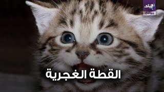 القطة الغجرية