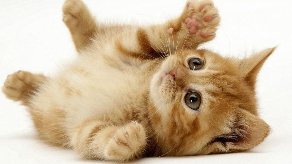 5 امراض تصيبك من القطط