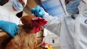 انفلونزا الطيور 