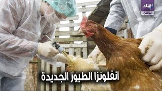 انفلونزا الطيور
