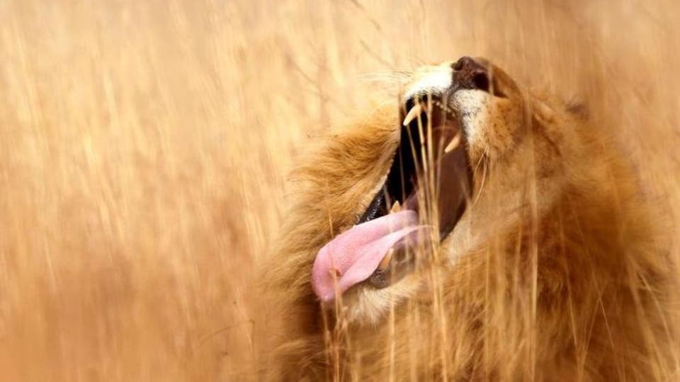 أسود تقتل عاملة