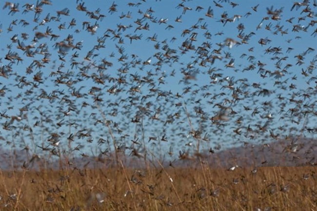 الجراد الصحراوي يهاجم دول عربية ويسبب كوارث 