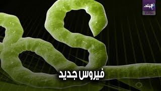 فيروس يارا