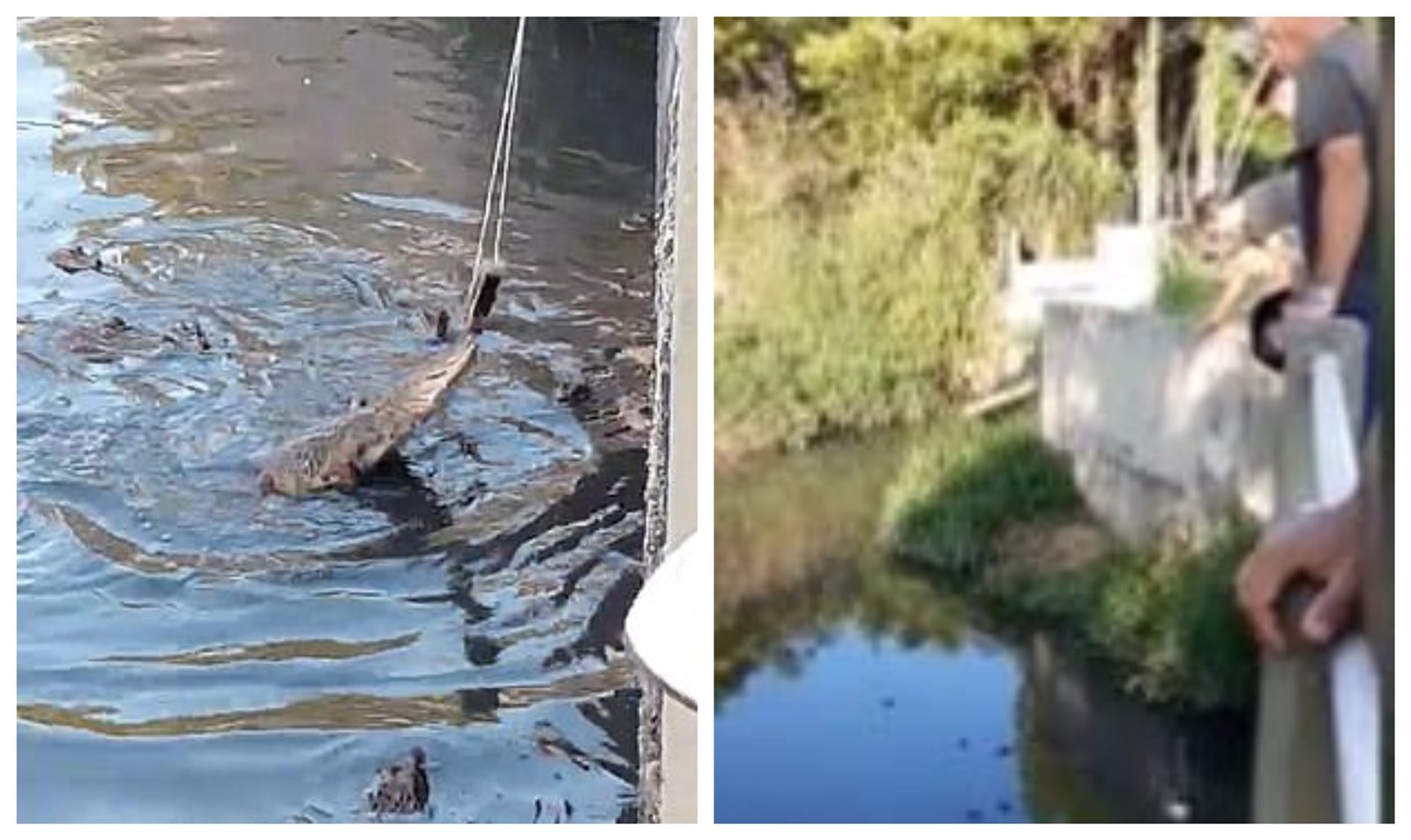 تمساح يهاجم سائح