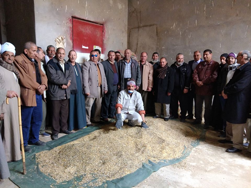تعرف على خطة زراعة الفيوم لمكافحة الفئران بمحصول القمح