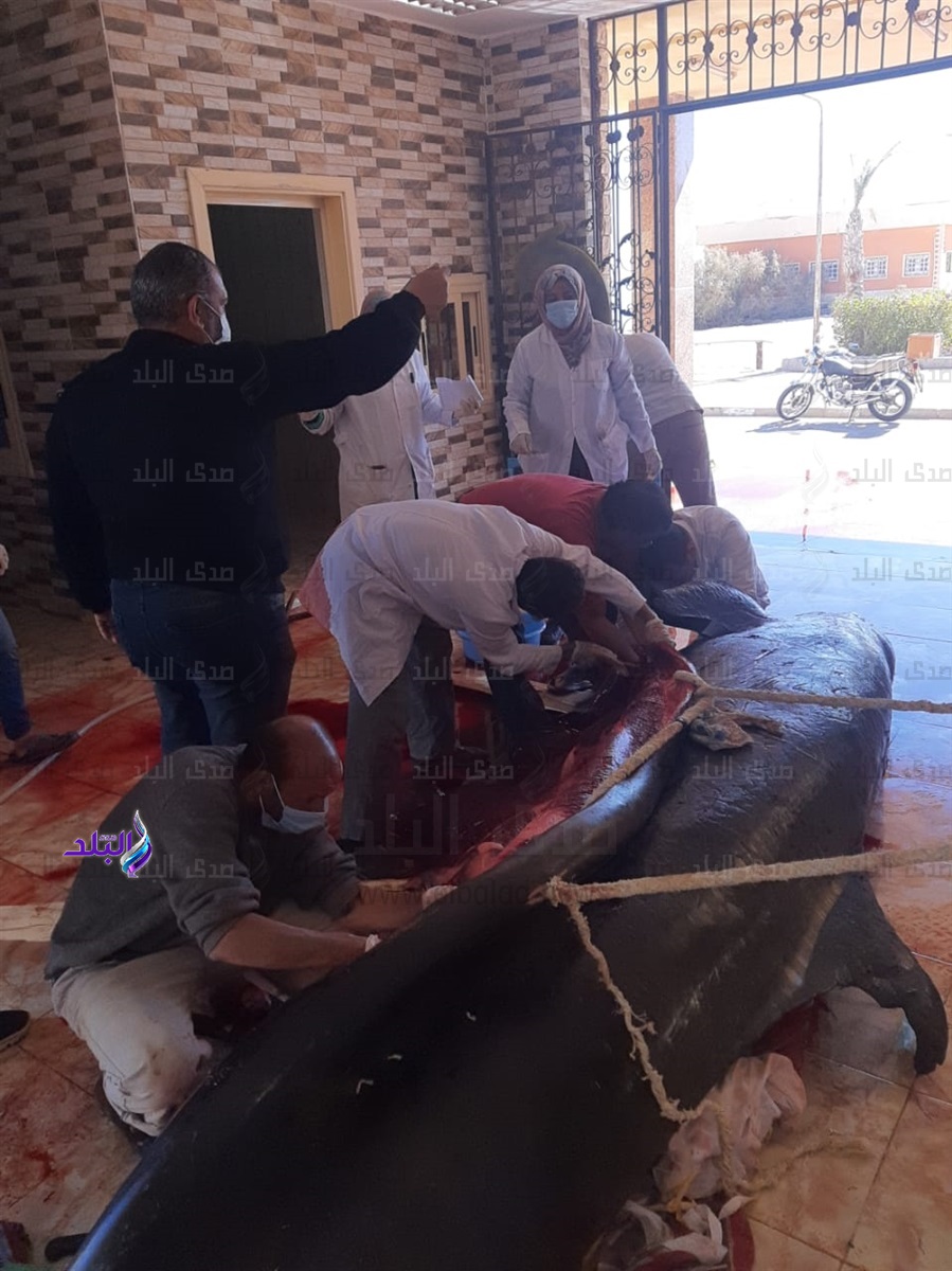  تشريح وفحص الحوت القاتل الكاذب 