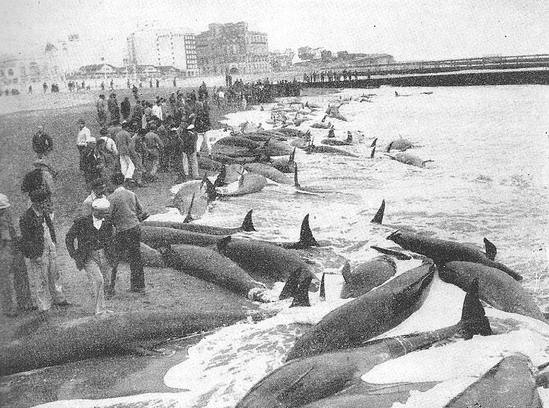 صورة للحيتان القاتلة الكاذبة - تم تصويرها في عام 1946