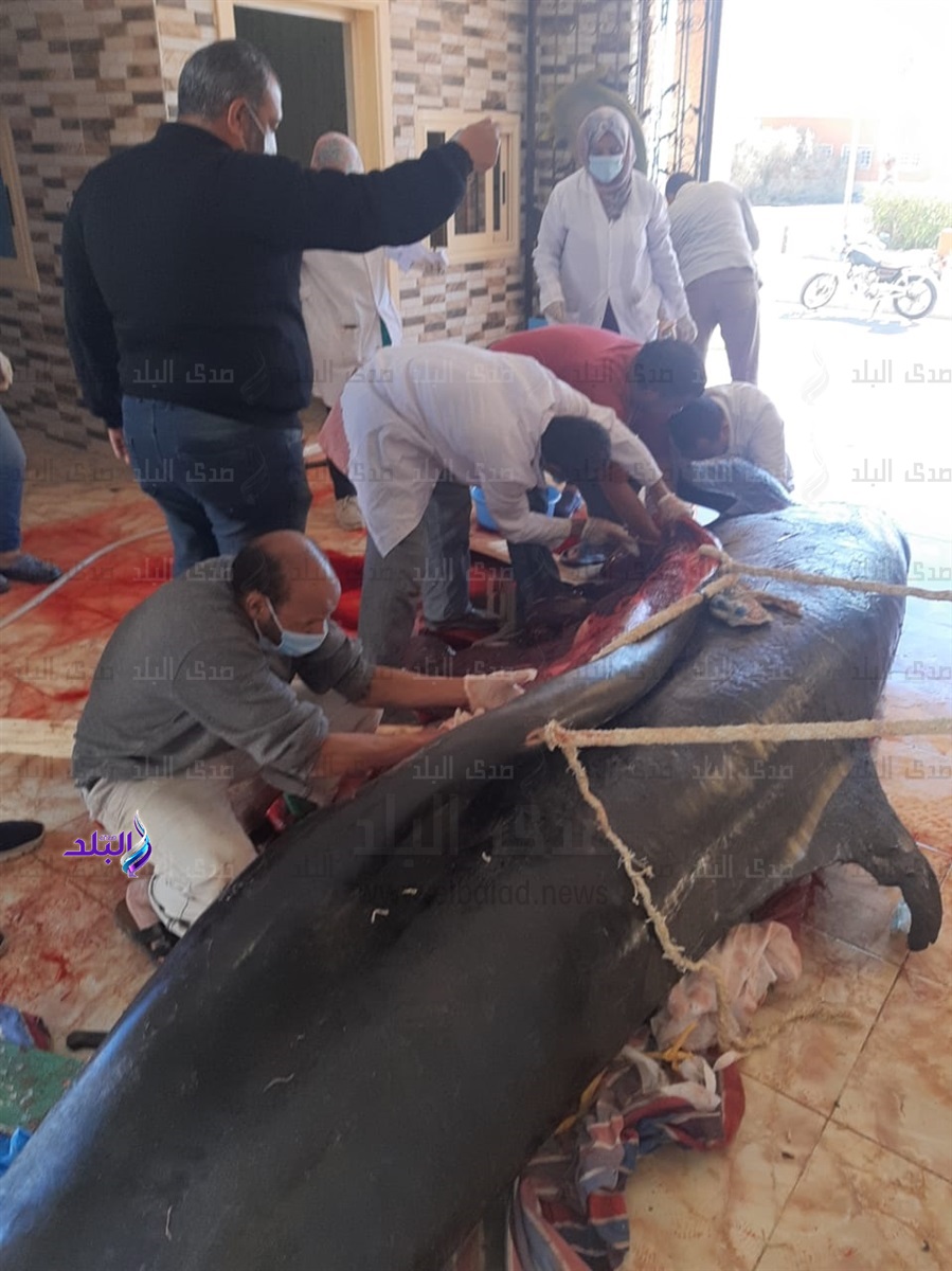 علان سبب نفوق الحوت القاتل بالغردقة 