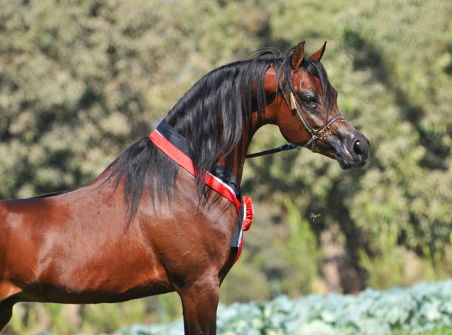 الخيول المصرية  الخيول المصرية