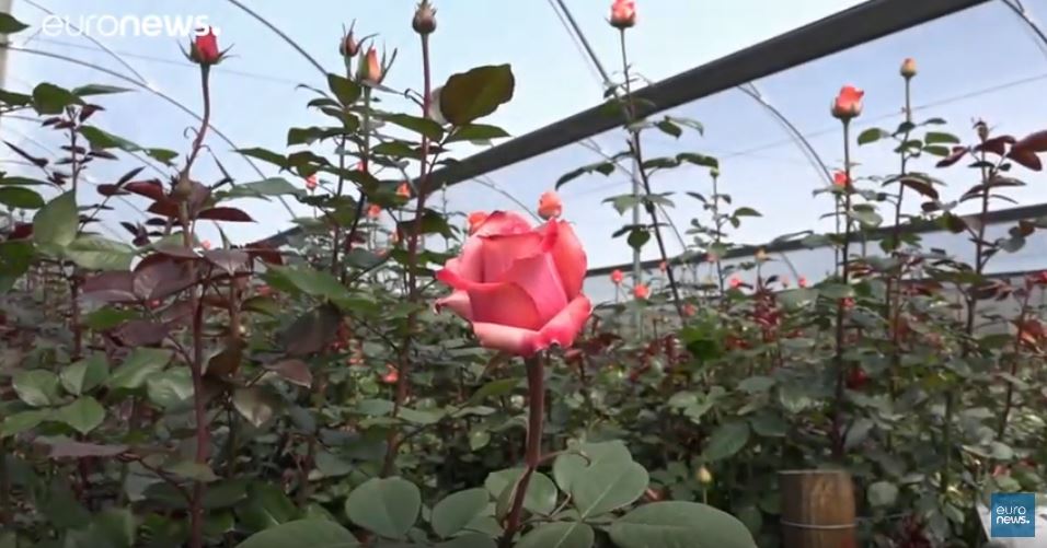 ازهار عيد الحب تحمل الكوكايين بين بتلاتها