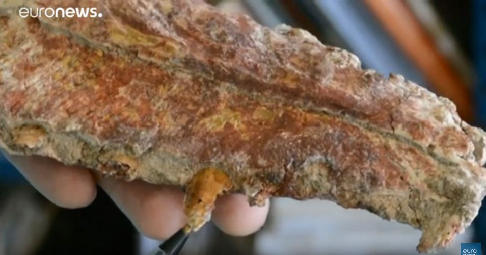 ديناصور صغير في الأرجنتين يثير الكثير من الجدل