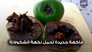 فاكهة الشوكولاته