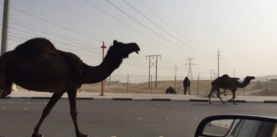 مصري يصطدم بجمل في الكويت 