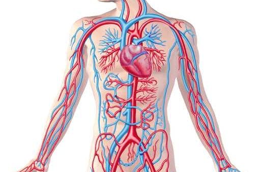 أطعمة تعزز صحة الأوعية الدموية