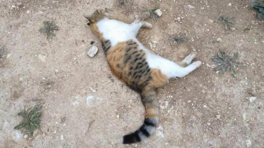 رأي الدين في الإبادة الجماعة للقطط والكلاب