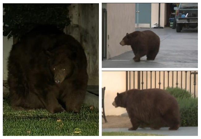 دب عملاق يتجول في أنحاء حي سكني لساعات ويثير حالة فوضى