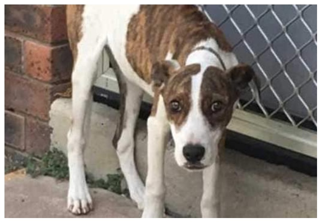 سيدة تتسبب في موت كلبها الأليف جوعًا.. وهكذا عاقبتها المحكمة