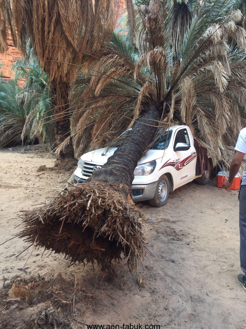 سقوط نخلة على سيارة بسبب الطقس السيء