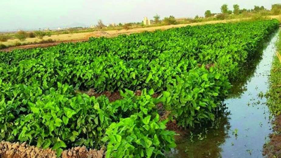 الأمطار بالزراعة