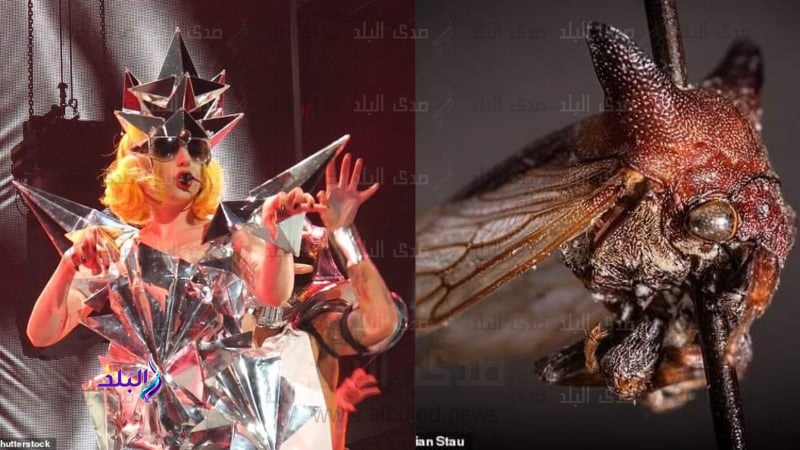 ليدي جاجا والحشرة المكتشفة حديثا