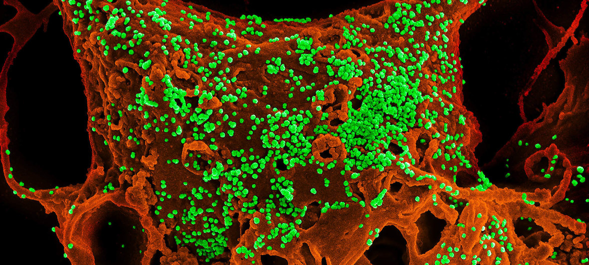 فيروس كورونا - أرشفية