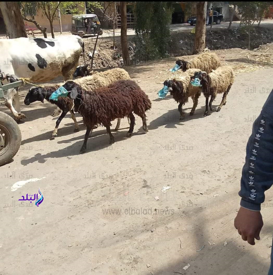 شاهد ماذا فعل مزارع مع الأغنام بسبب كورونا 
