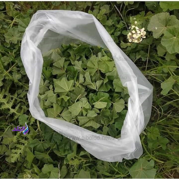 الخبيزة