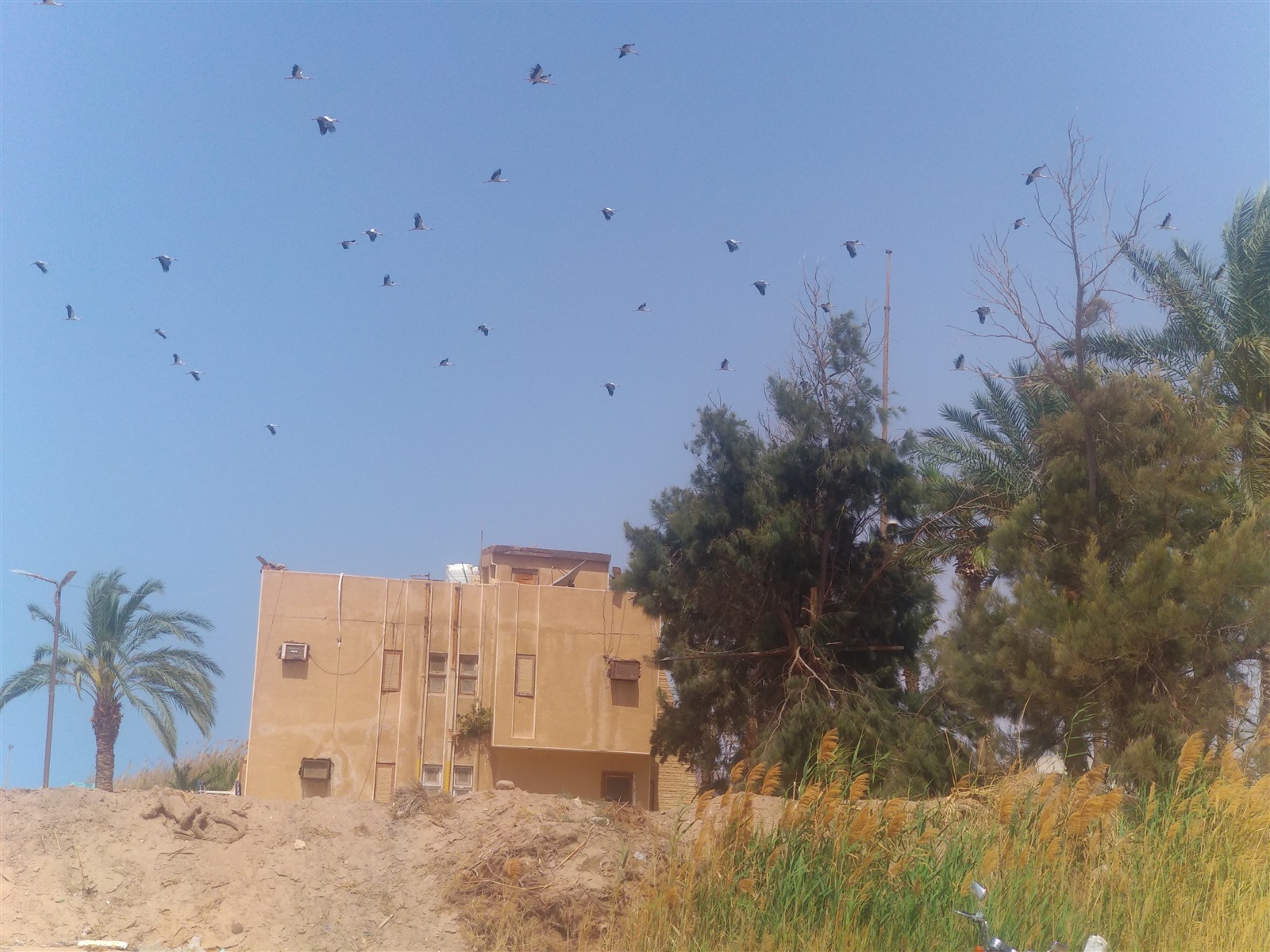 أسراب الطيور تحلق في السماء 