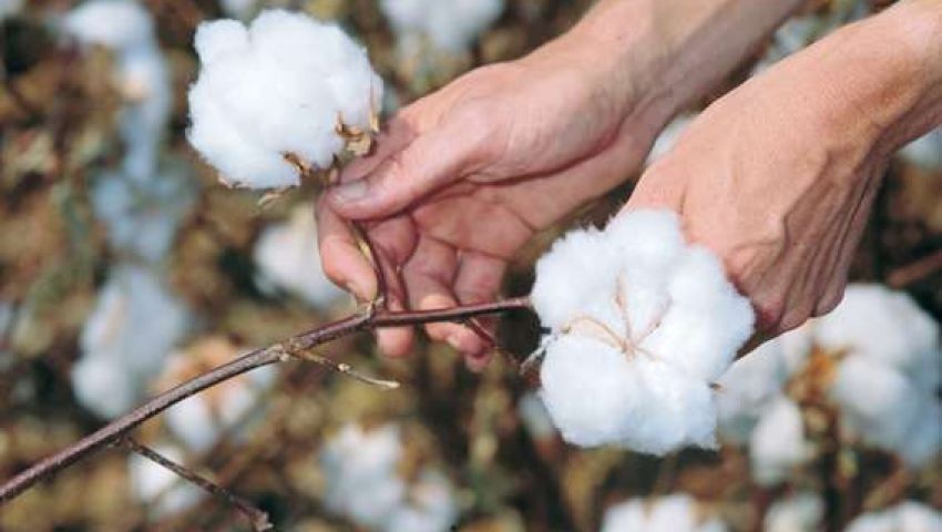 القطن 