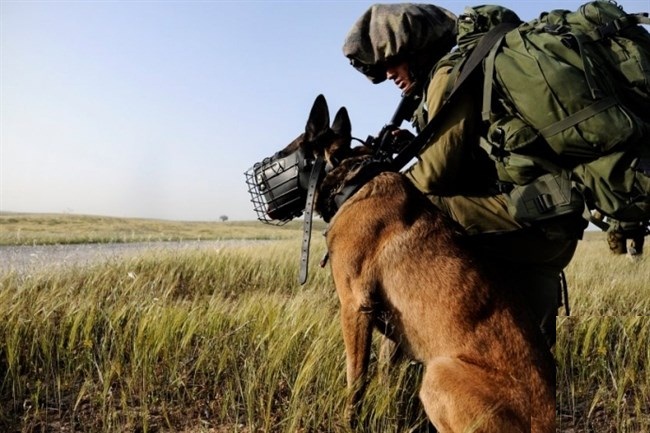 الكلاب.. إسرائيل تكتشف مصابي كورونا بطريقة جديدة