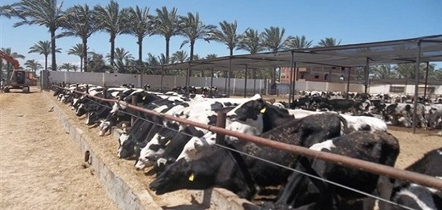 هل مشروع تسمين العجول مربح؟