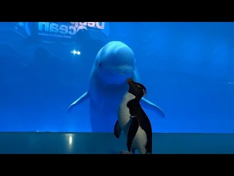 الخيوانات تستمتع بالمنتجعات