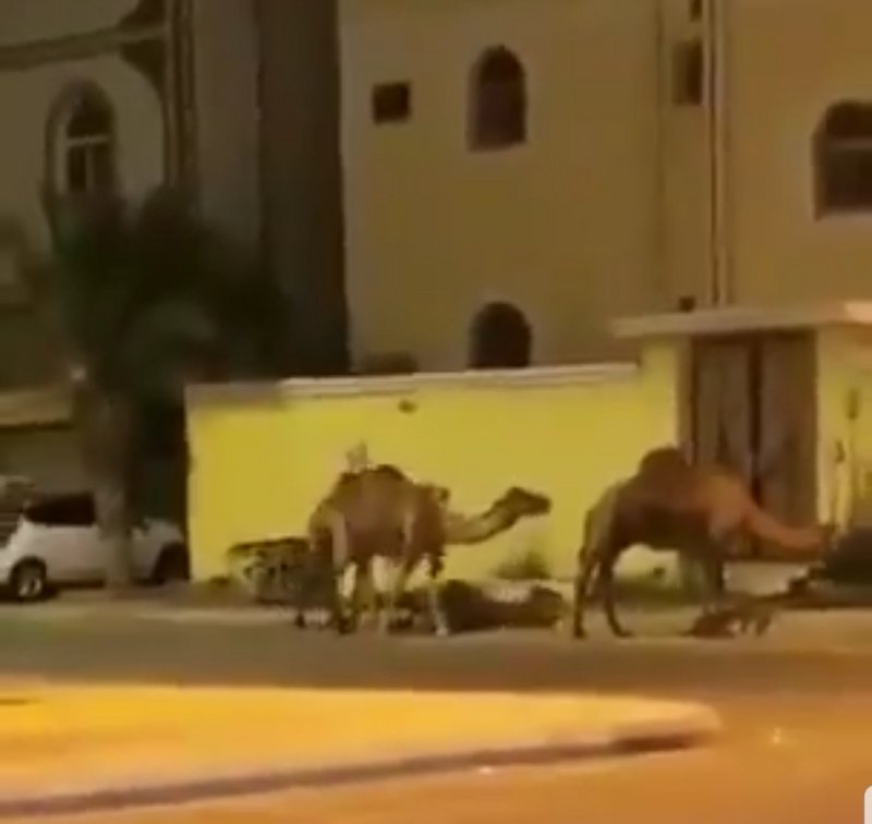 لقطات من الفيديو لقطات من الفيديو