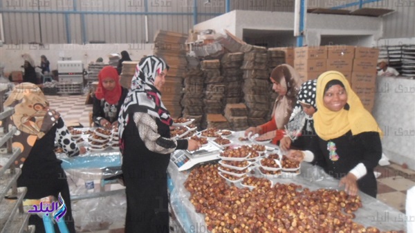 تمور الوادي الجديد